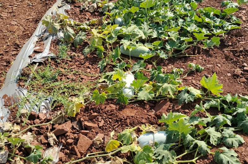 Ash gourd Field