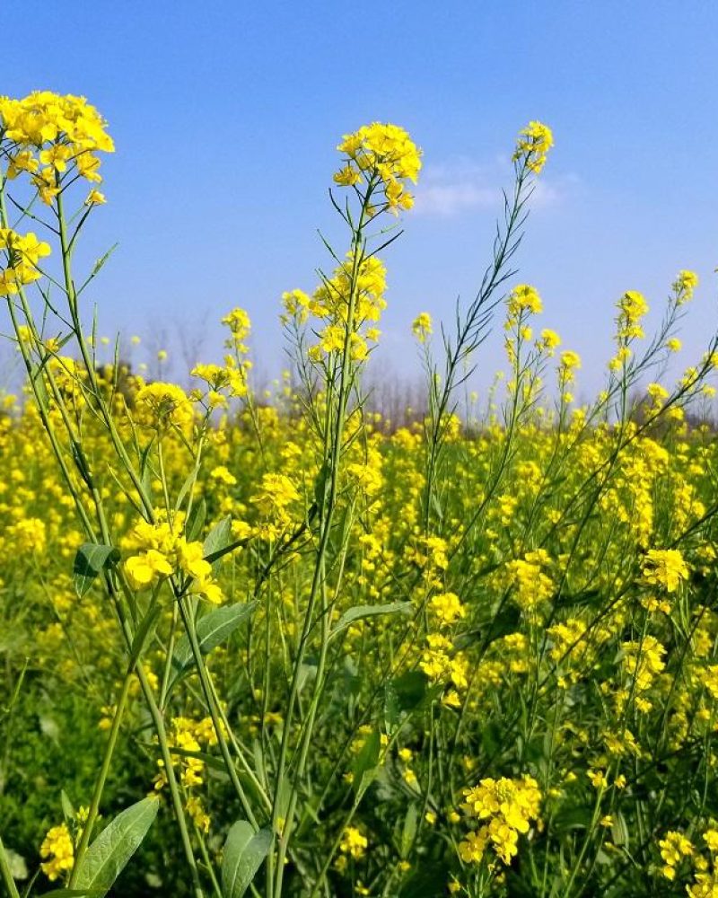 Mustard Field