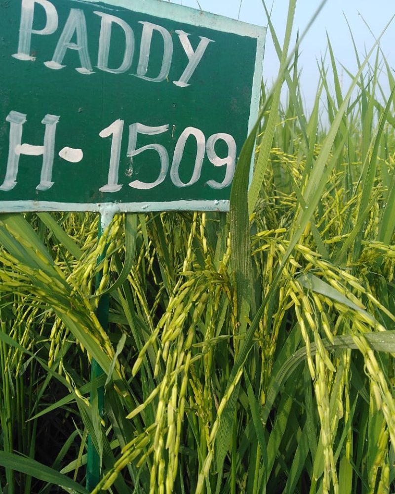 Paddy 1509